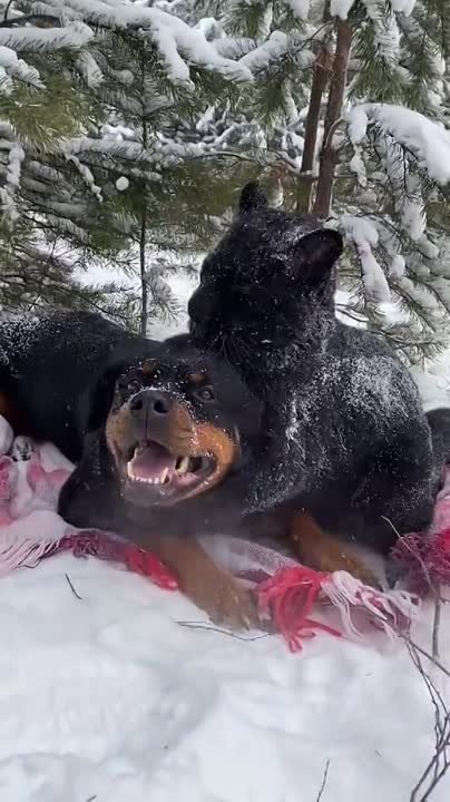 best friends